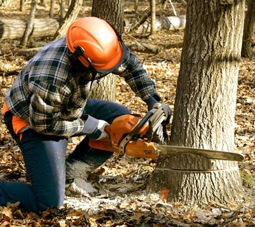Tree Removal in Prescott, AR